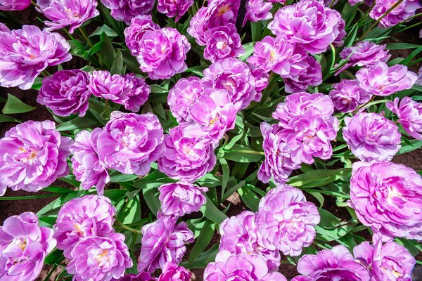 Wie kann die Integration von Gründächern und vertikalen Gärten in städtische Immobilien den Wert steigern?